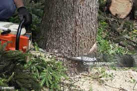 Best Commercial Tree Services  in Old Fig Garden, CA