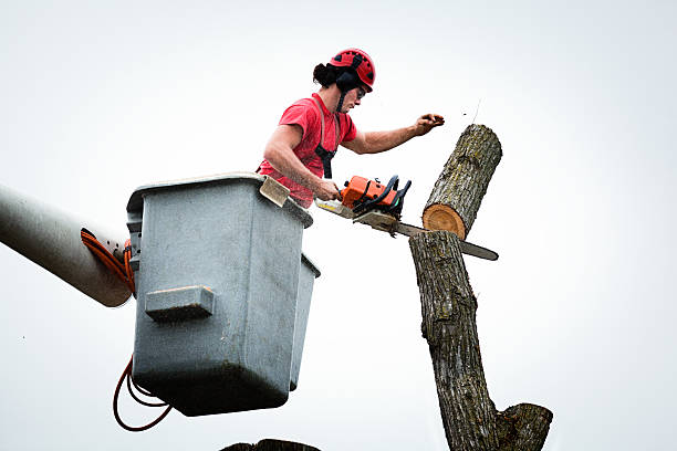 Reliable Old Fig Garden, CA Tree Care Solutions