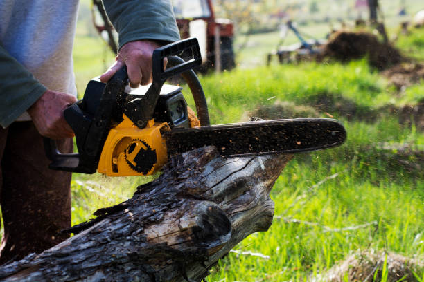 How Our Tree Care Process Works  in  Old Fig Garden, CA