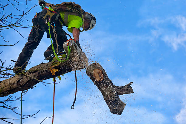 Best Storm Damage Tree Cleanup  in Old Fig Garden, CA