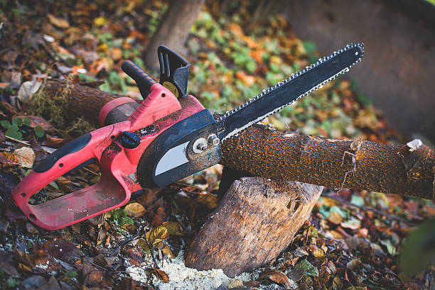 How Our Tree Care Process Works  in  Old Fig Garden, CA