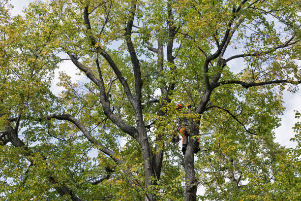 Best Tree Mulching  in Old Fig Garden, CA